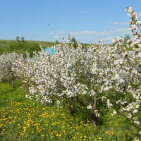 Парфеньева Вятские Поляны